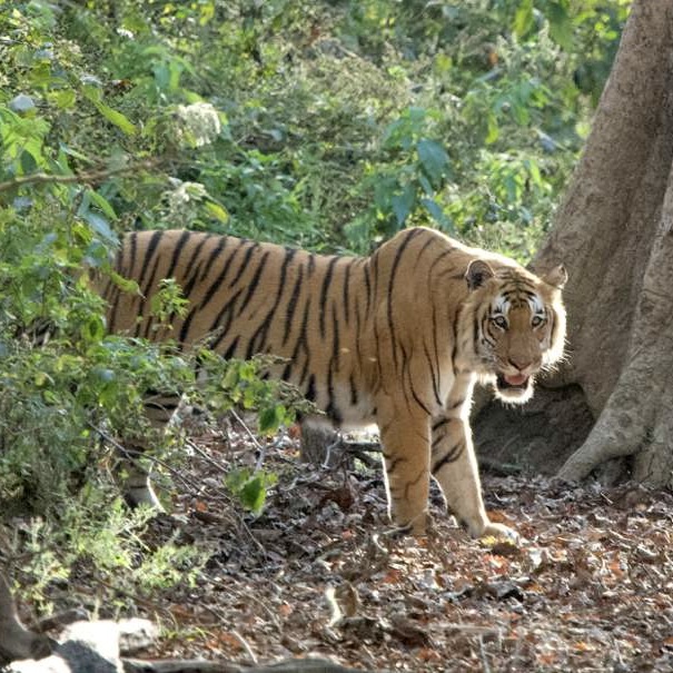 a tiger stands partially obscured by branches looking at the camera