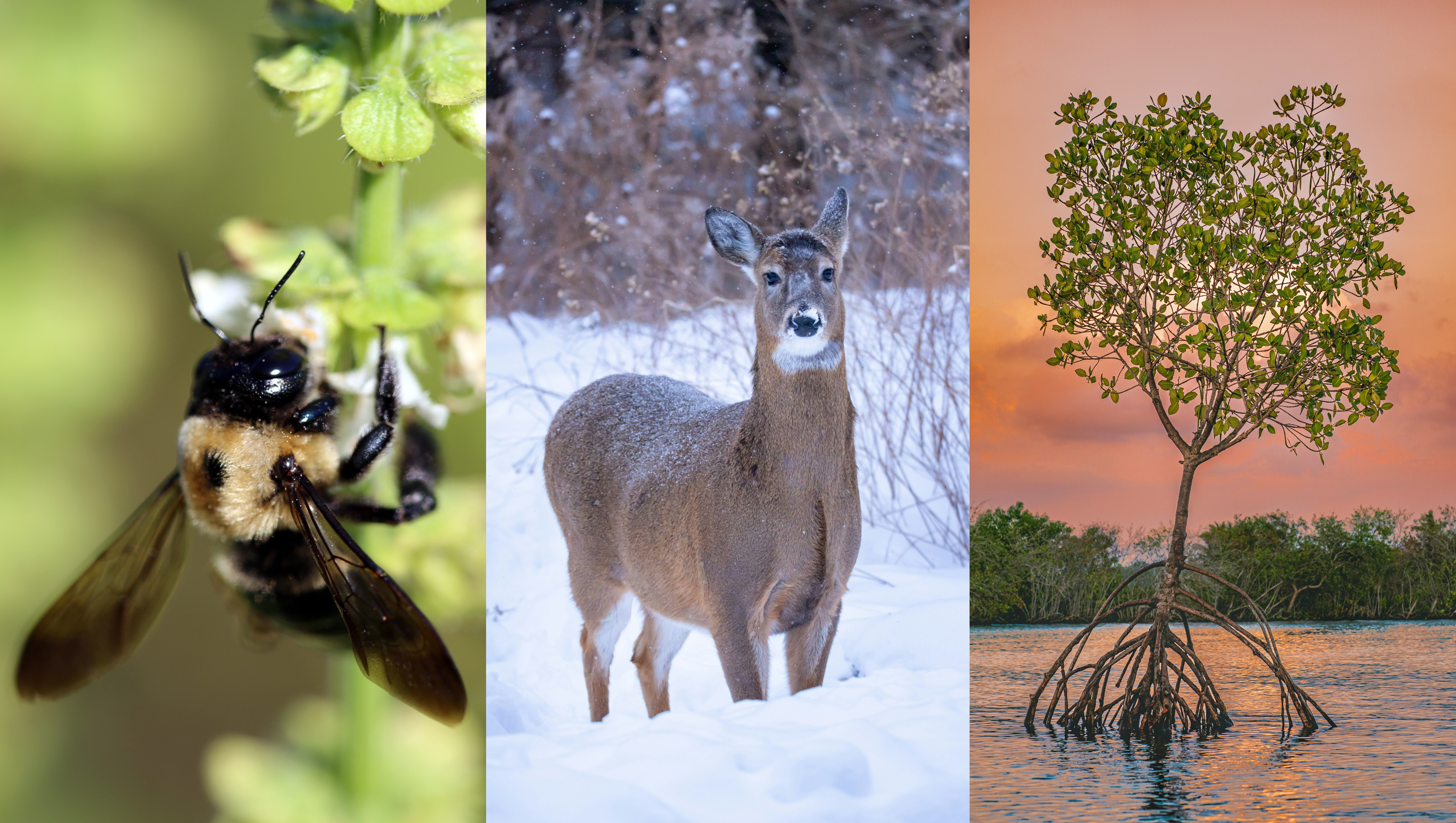 A bee and a deer and a mangrove