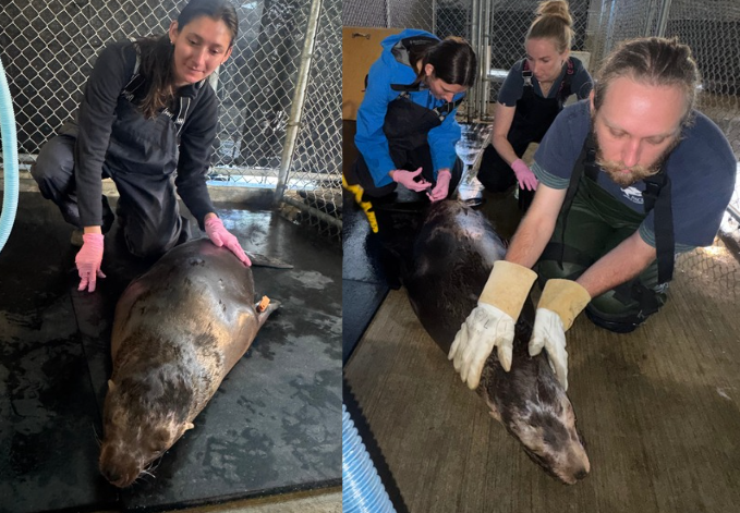 Two photos show a California sea lion pup being examined and cared for by a team of animal-care professionals. In the left photo, a person in waterproof clothing and pink gloves gently examines the pup on a wet platform. In the right photo, three people in protective clothing and gloves tend to the pup.