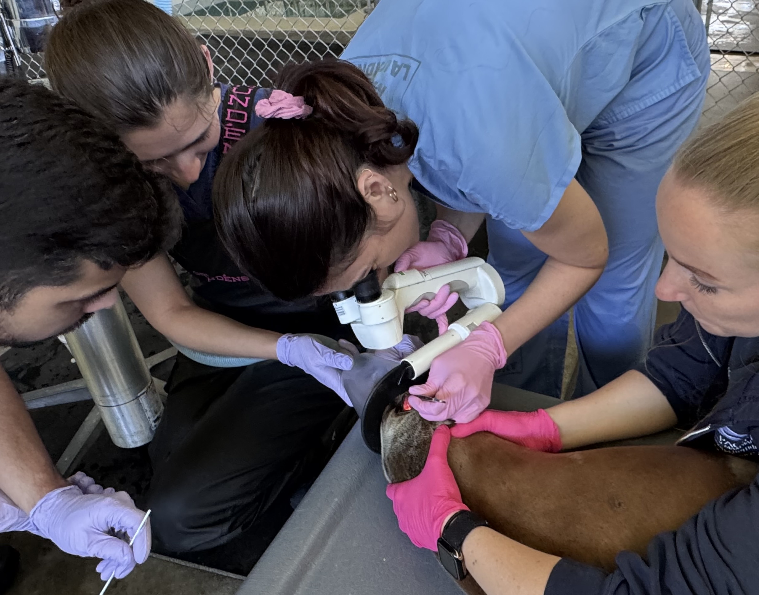 A group of people examining a sea lion's eye
