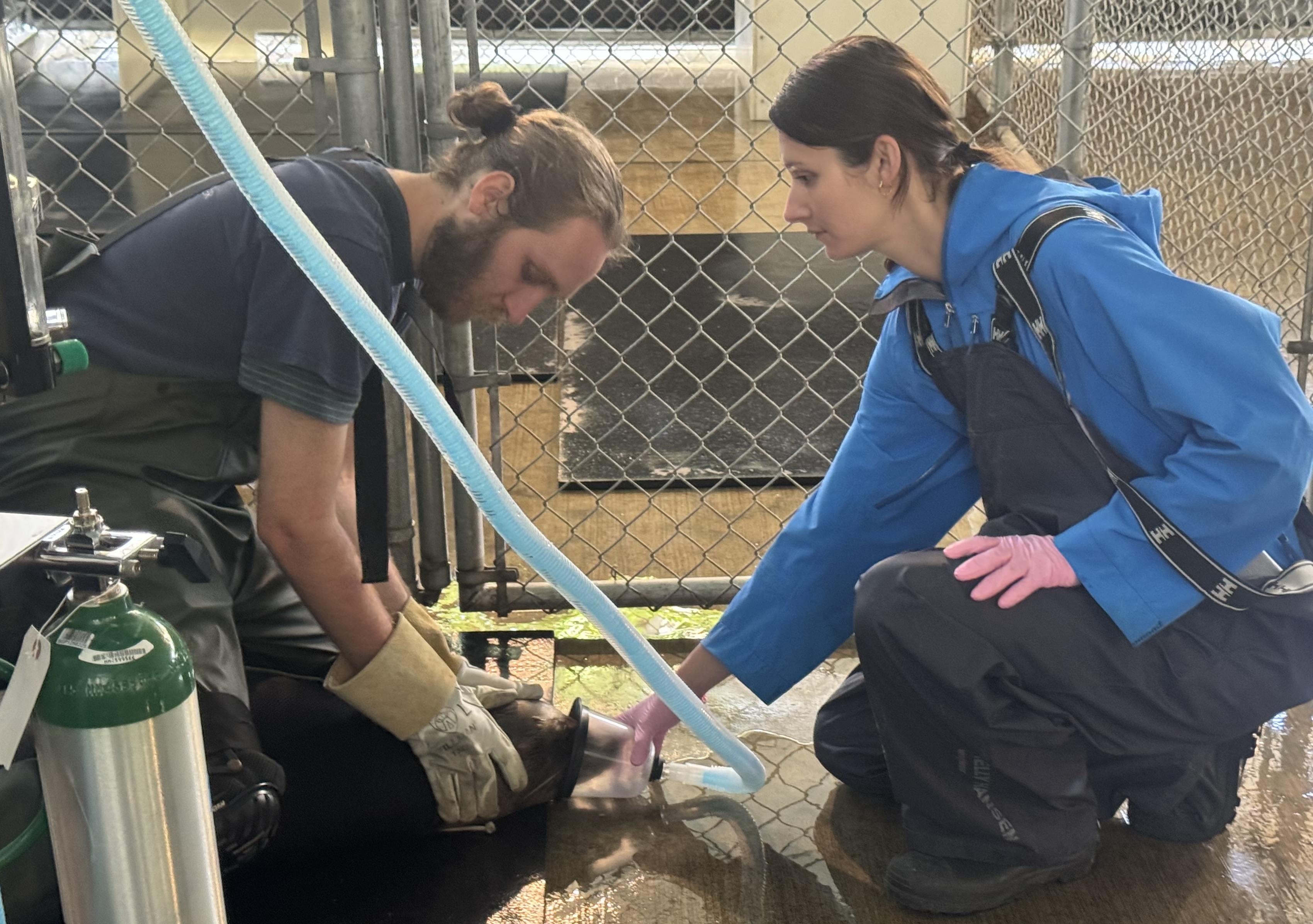 Two people placing an oxygen mask over a sea lion pup.