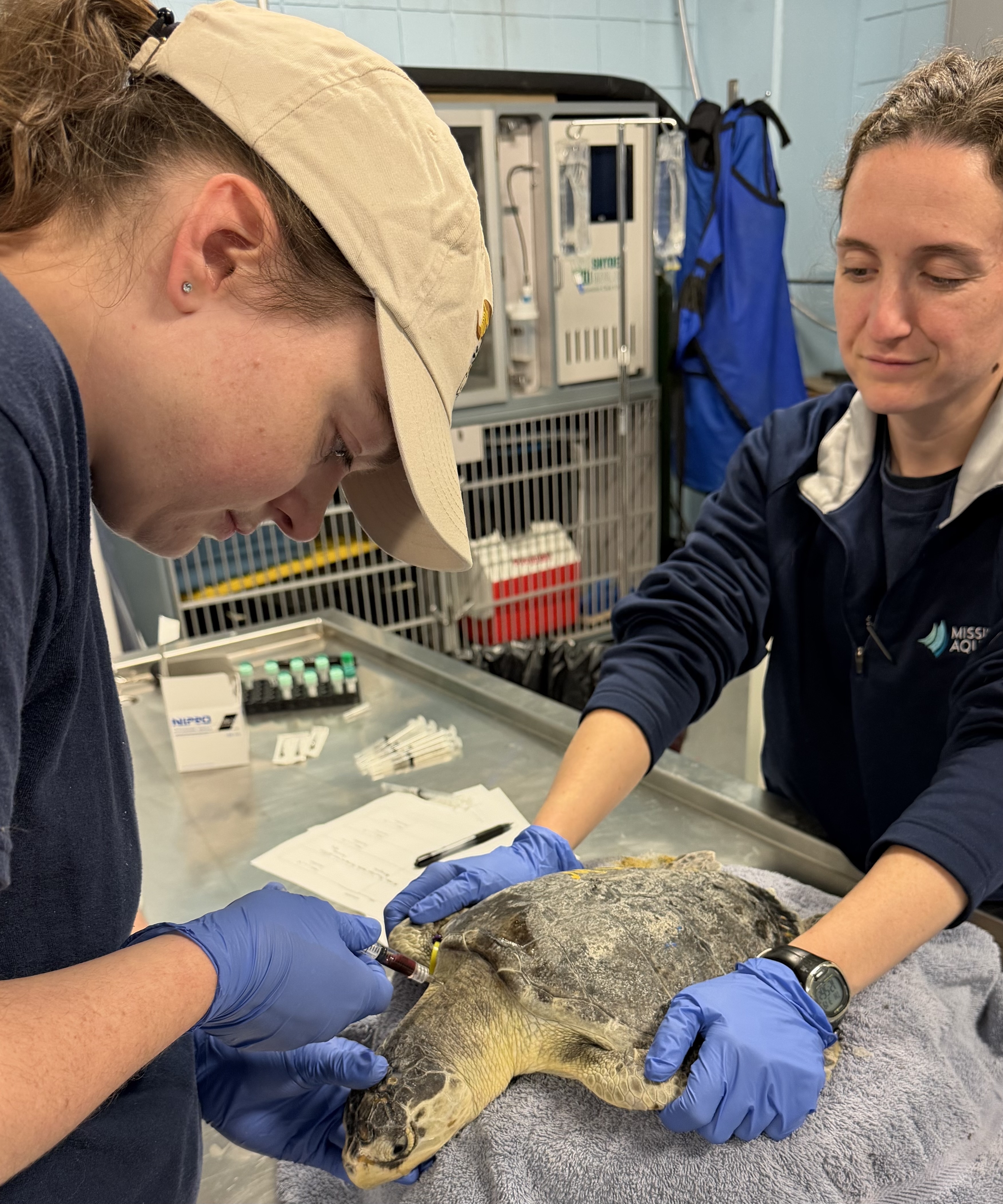 Kathleen collects blood on a sea turtle.