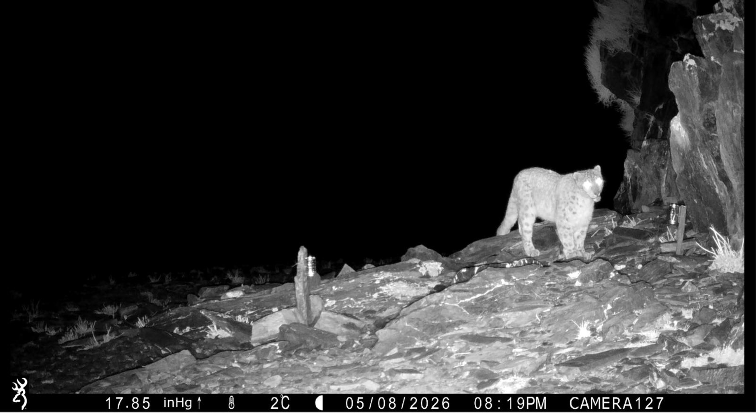 A snow leopard standing on the right and a scent station on the left at night via camera trap