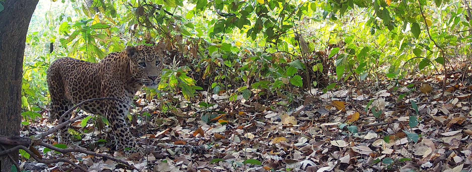 Male leopard approaching camera