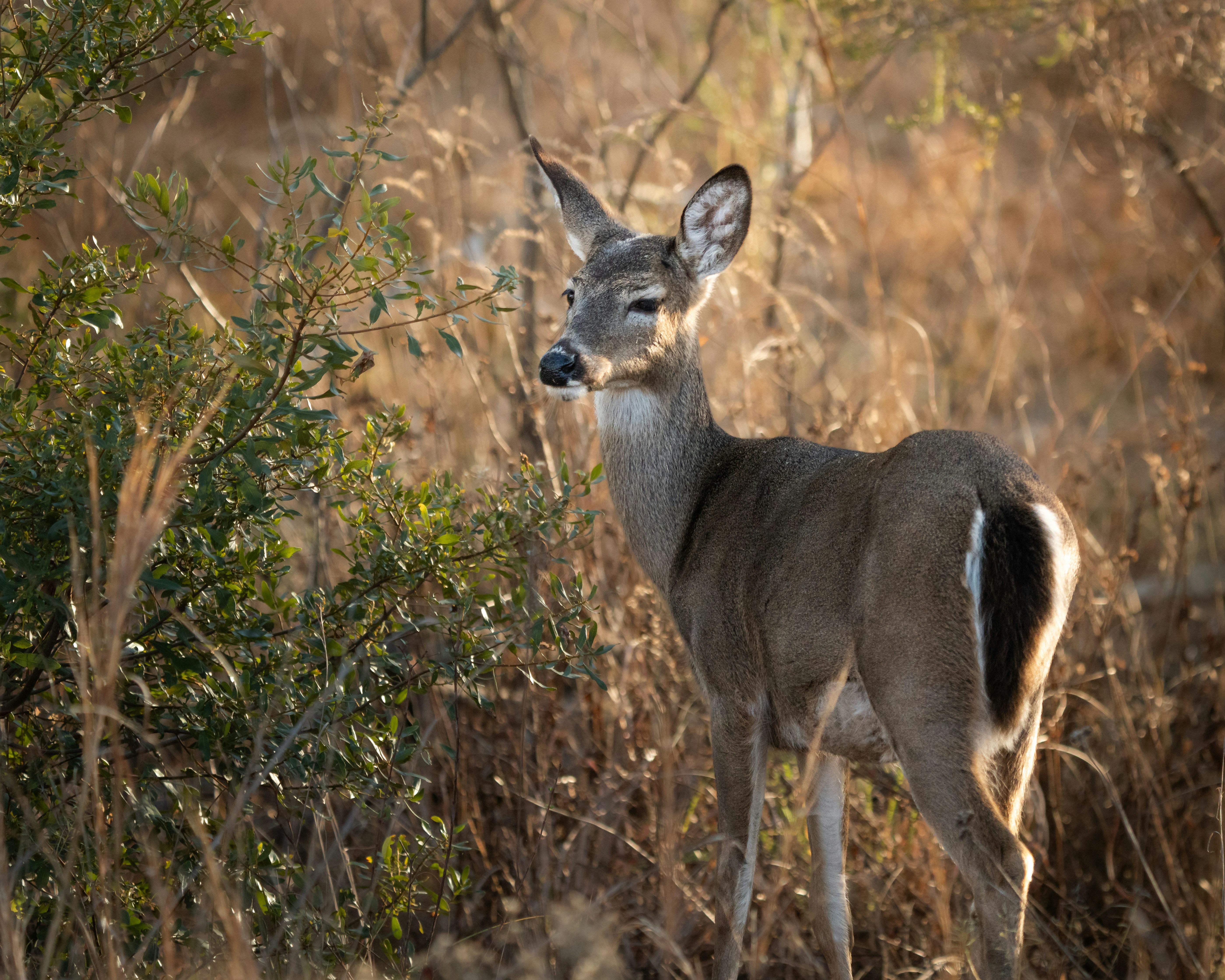 A White-tailed deer standing in a forest.