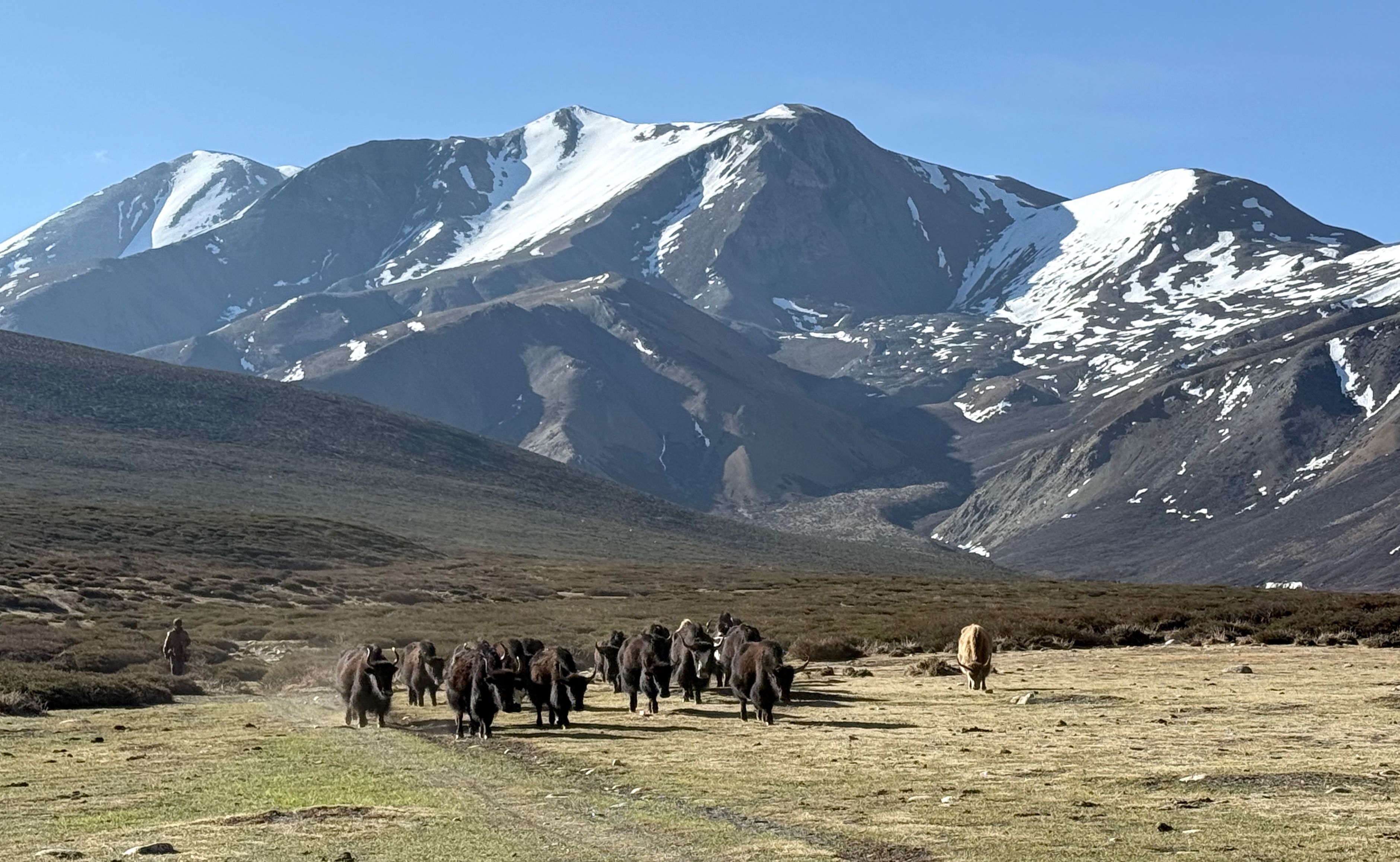 Yaks in open area with mountains in the background