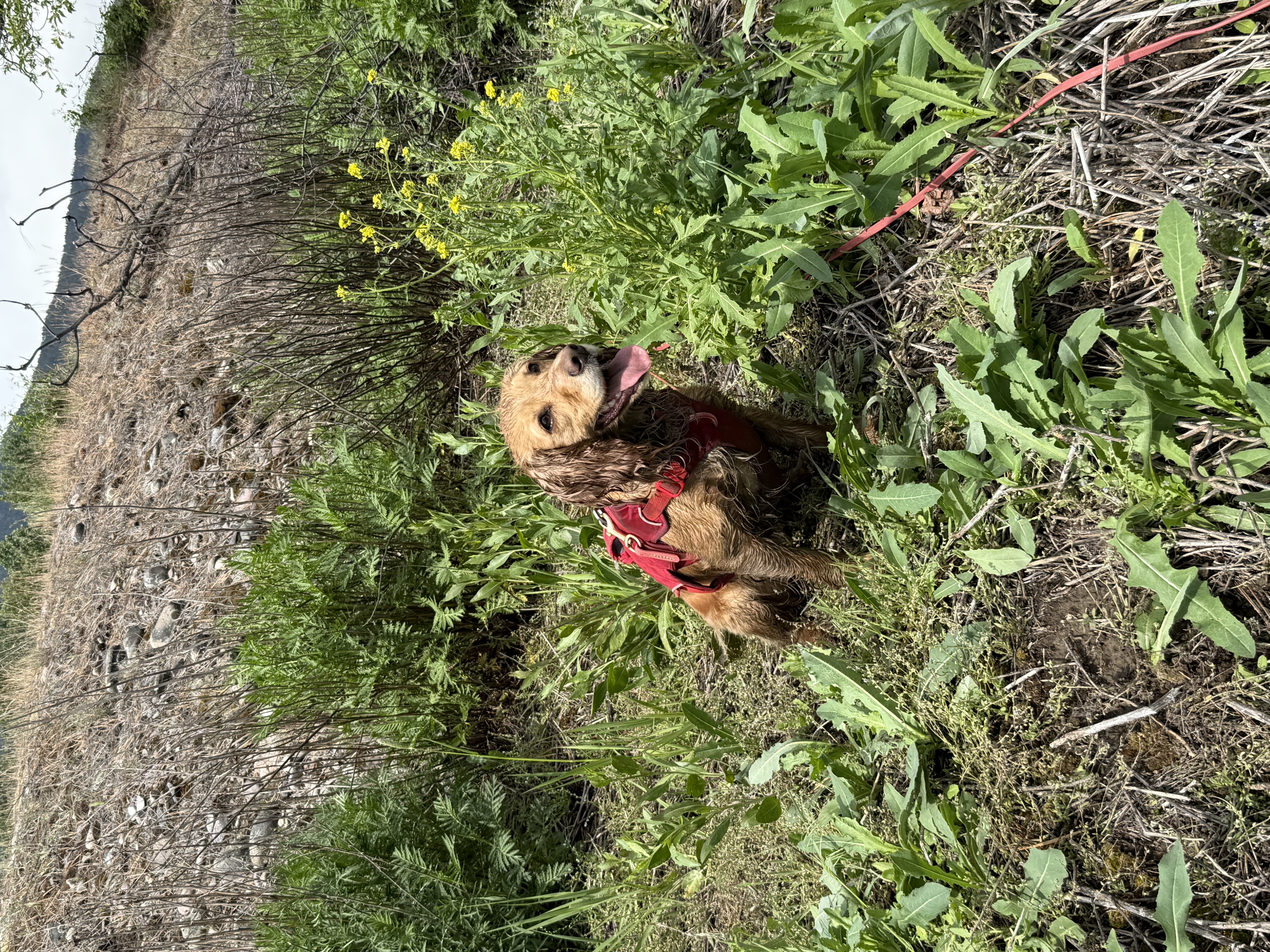 Dog in red vest sits near a weed