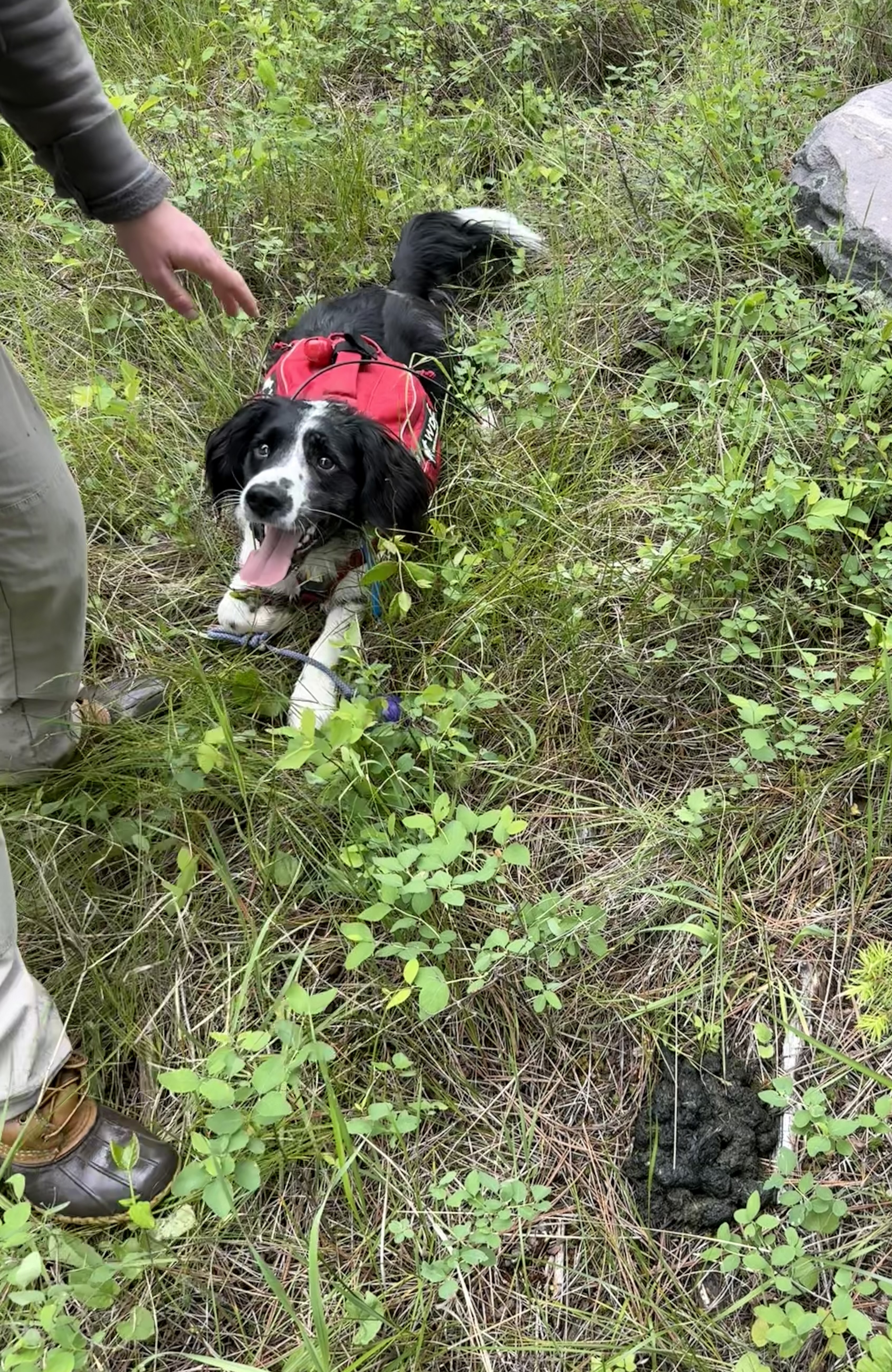Dog wearing red vest lays near a bear scat in the grass