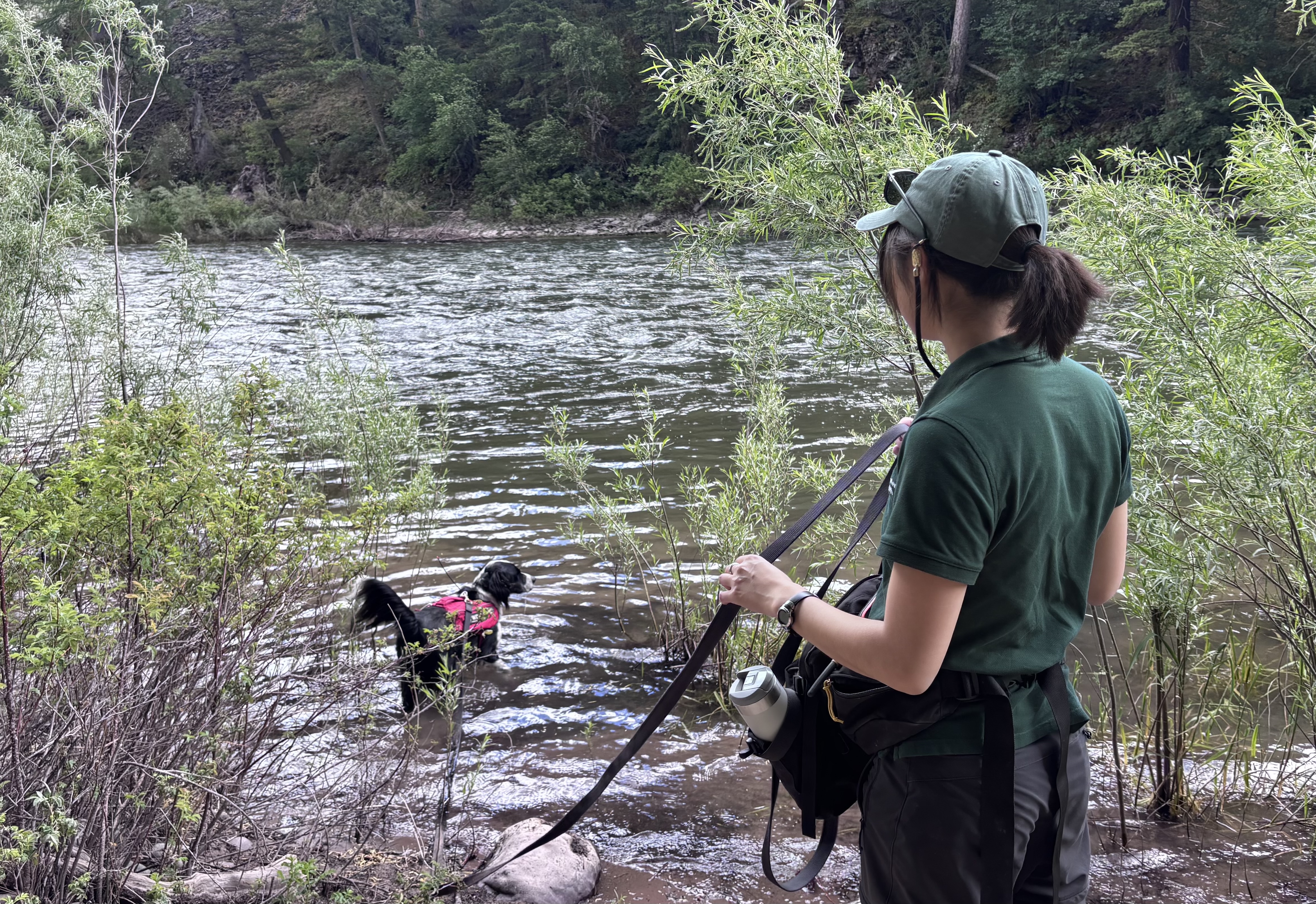 A dog in a red vest in shallow water with leash leading to a student