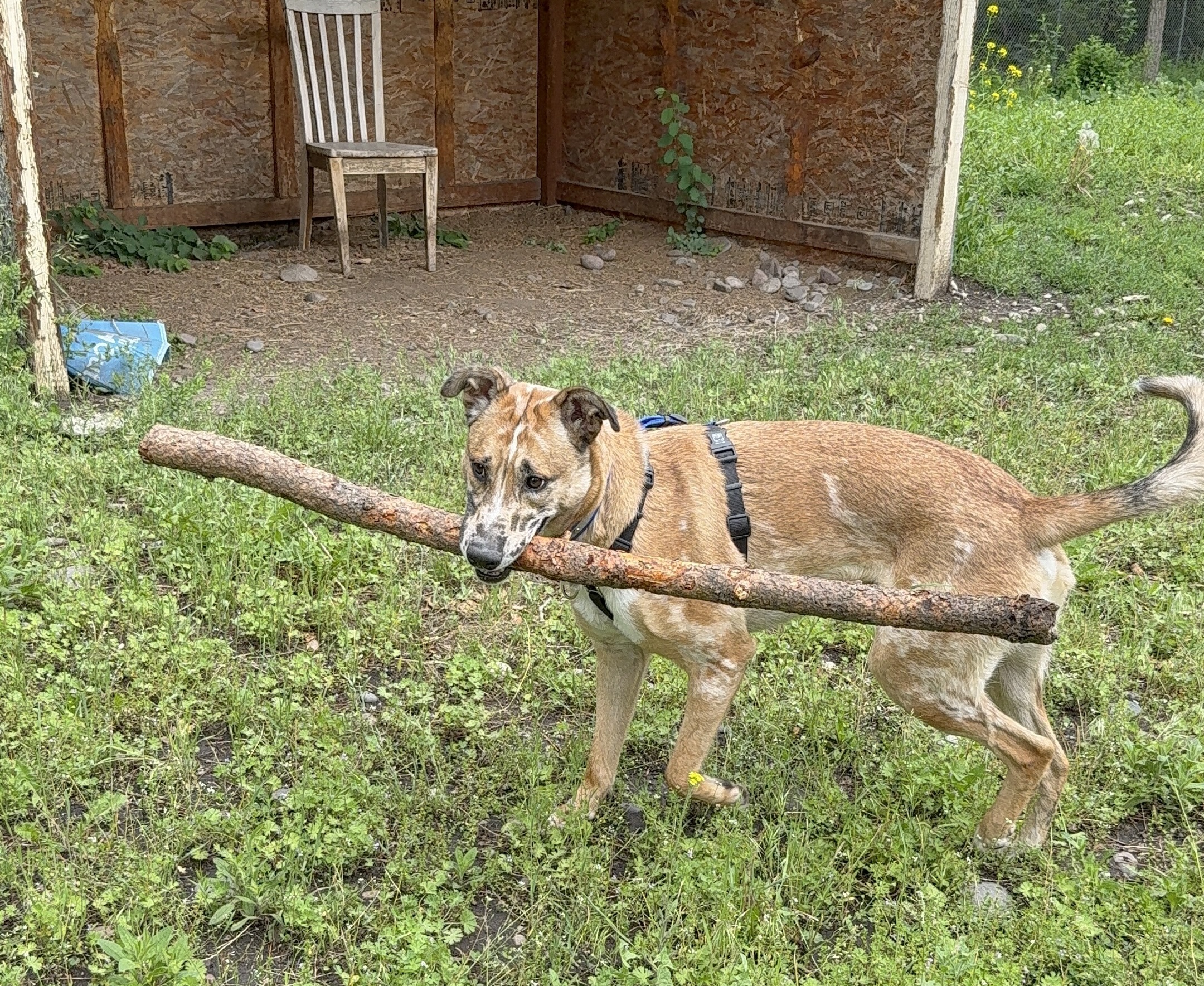 A brown dog holding a big stick in his mouth