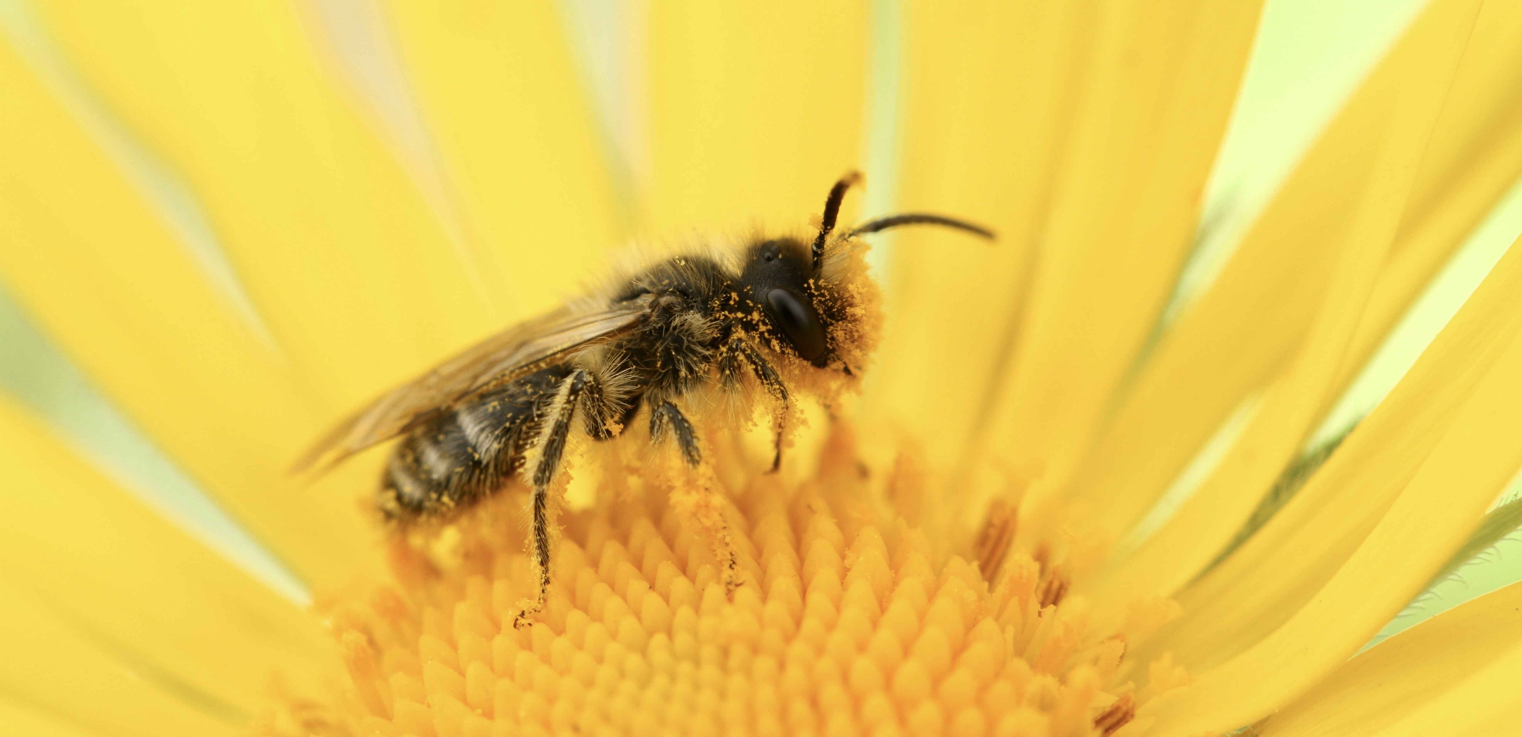 A native bee on a yellow flower