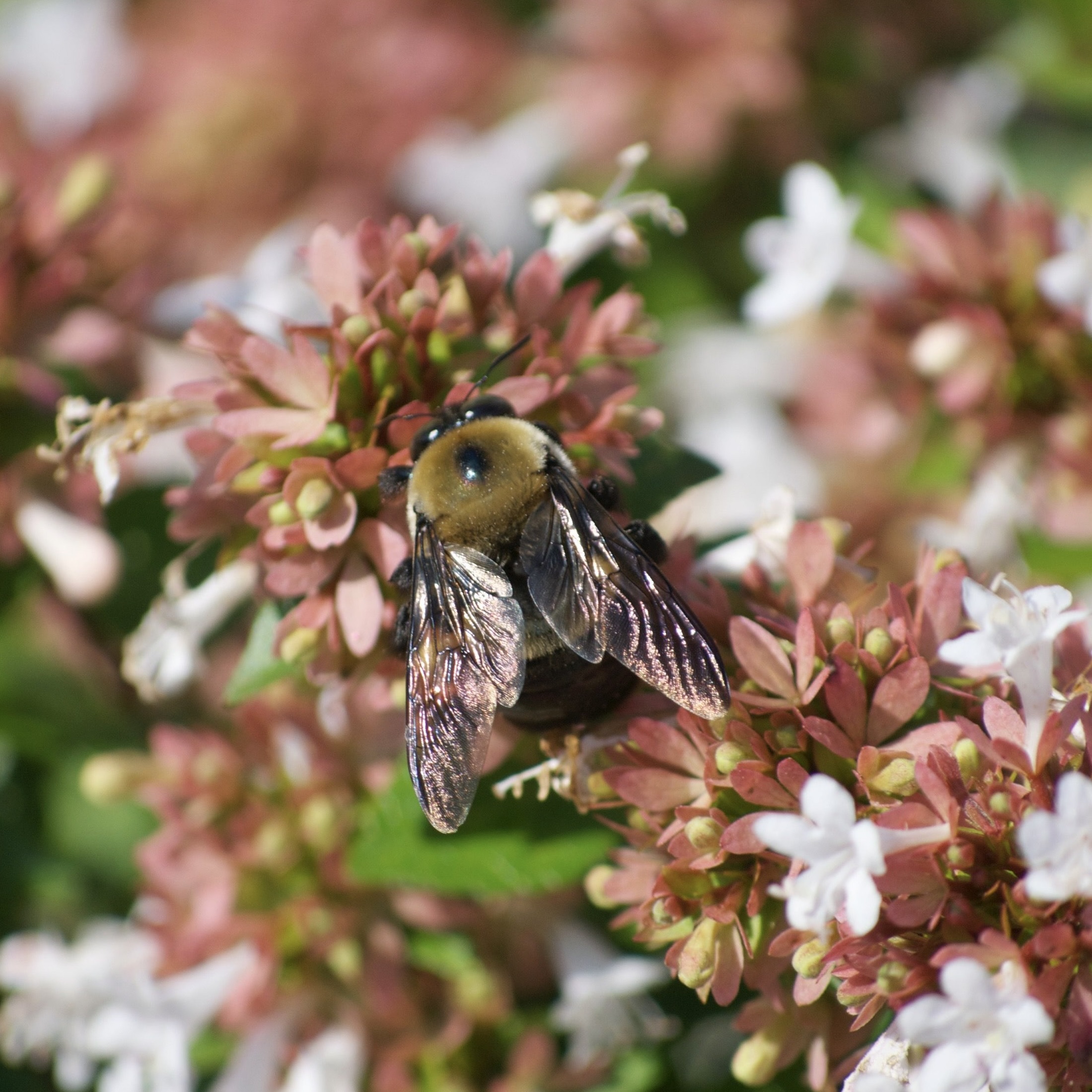an eastern carpenter bee on some small white flowers