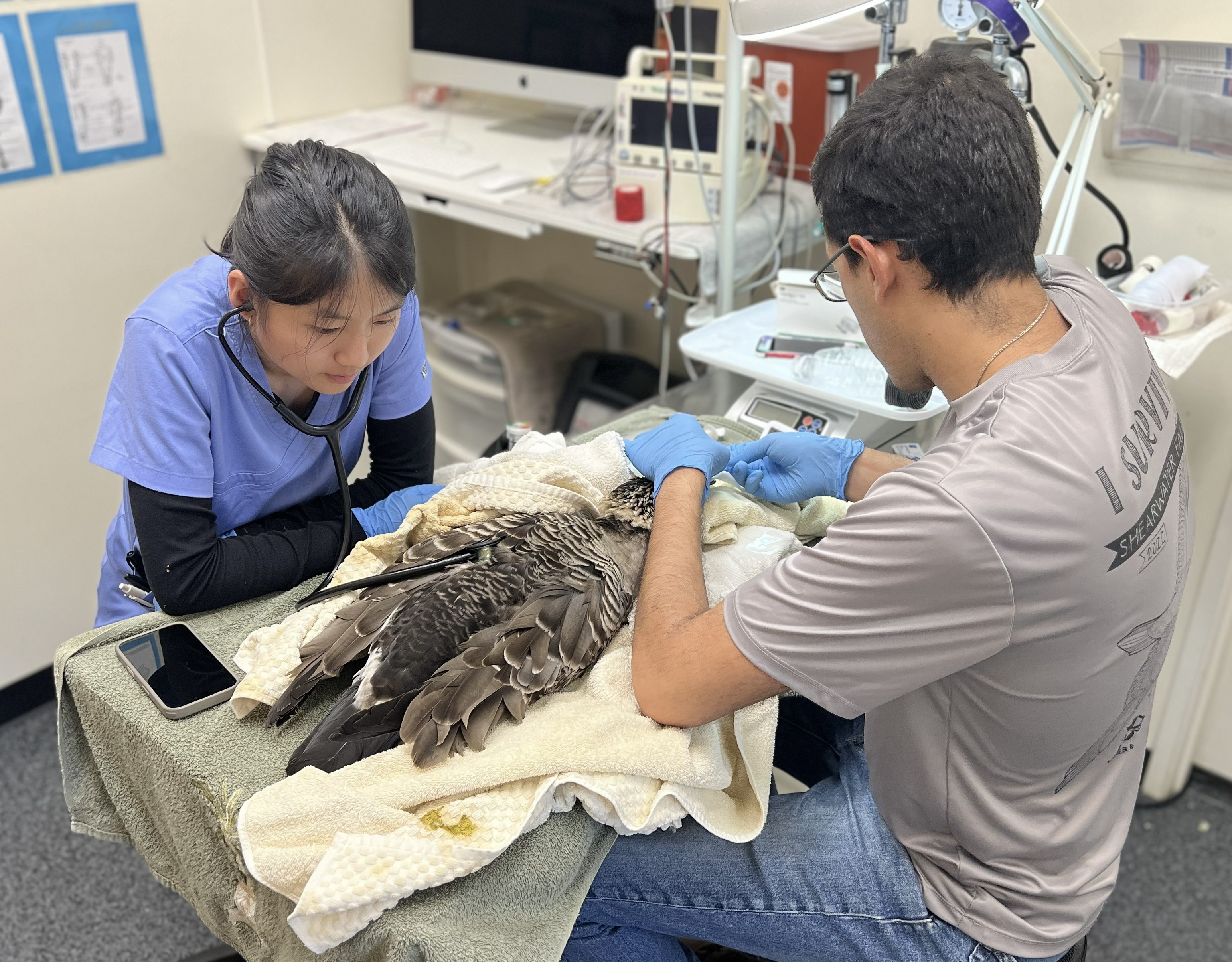 Two wildlife professionals are attending to a goose that is under anesthesia with monitoring equipment in the background.