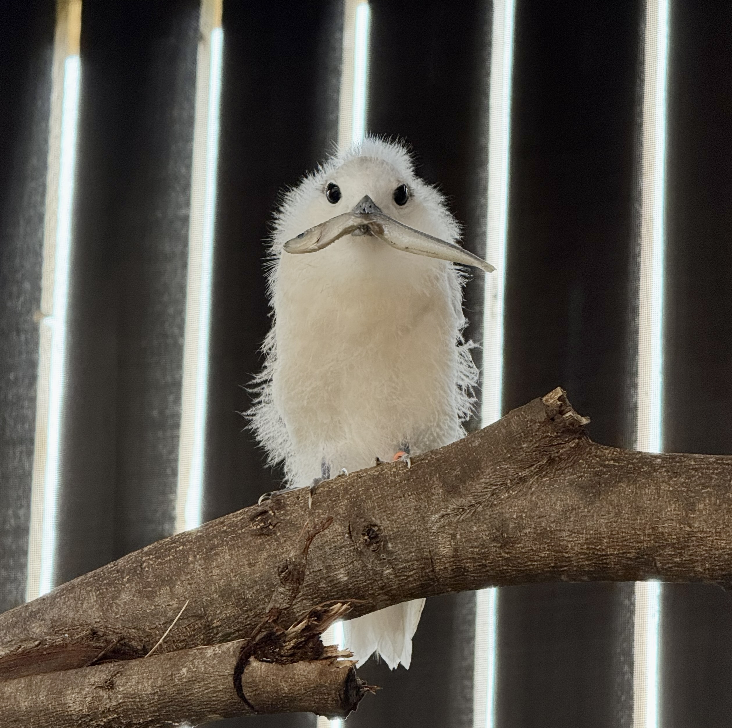 A young blue-billed white tern (manu o Ku) perched on a tree branch in an enclosure.