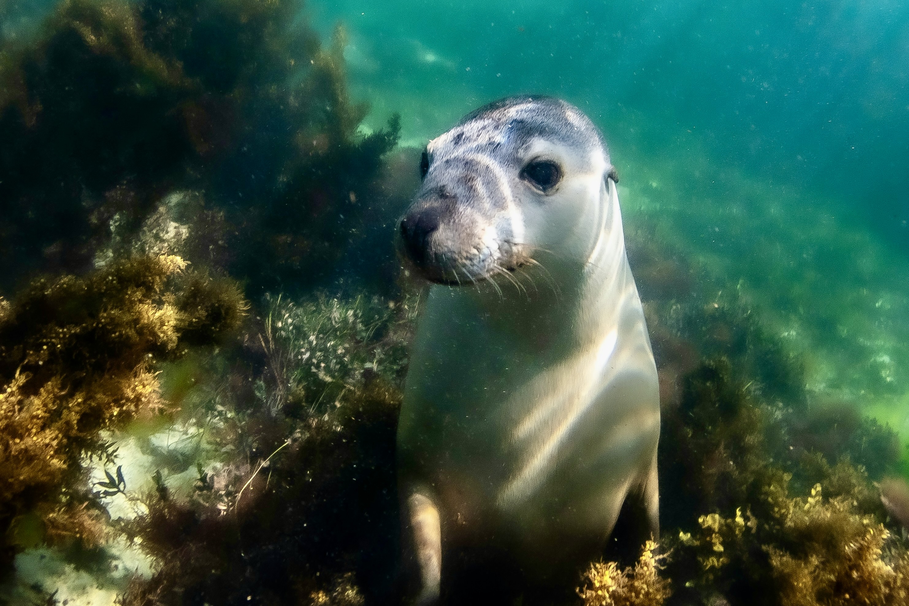 A seal underwater looks toward the camera