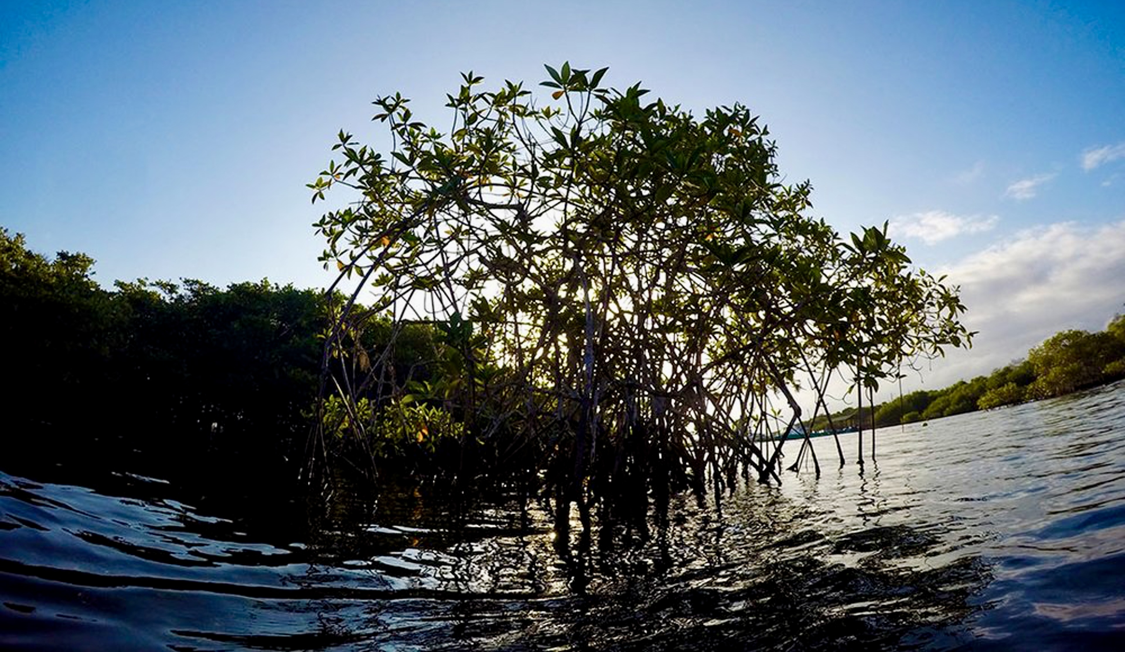 Mangrove trees with exposed roots growing in shallow water beneath a blue sky.