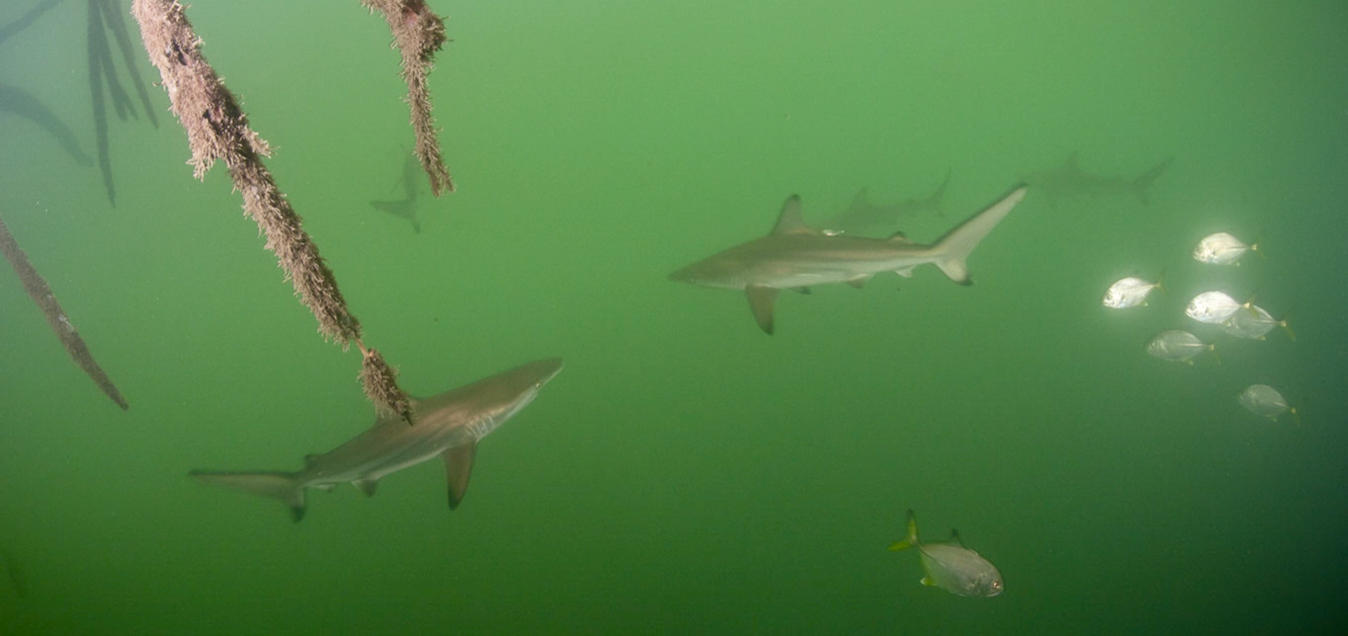 Fish swim in murky green water.