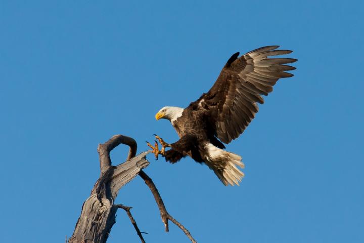 Bald eagle about to land on a dead tree.