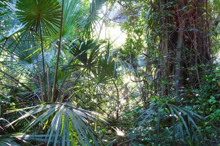 Indonesian jungle
