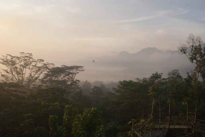 Javan forest