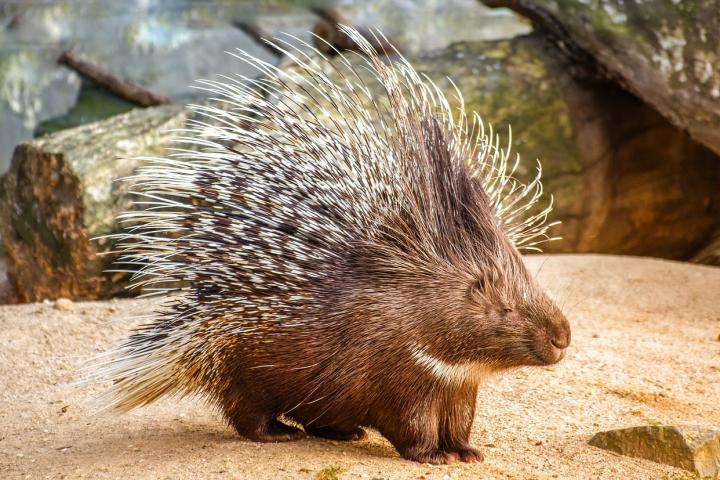 A porcupine shown on a rocky substrate