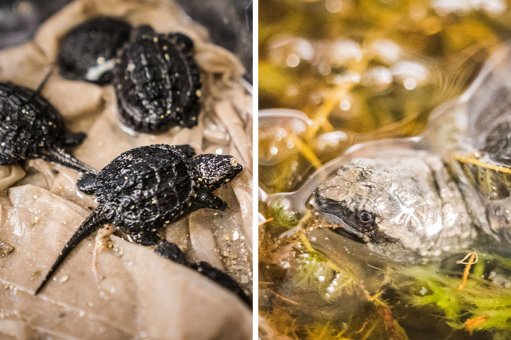 A collage of snapping turtle images