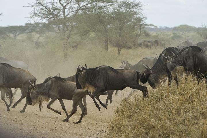 A herd of wildebeest shown crossing a road