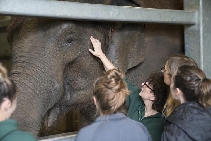 Cornell veterinarian examines a captive elephant as vet students look on