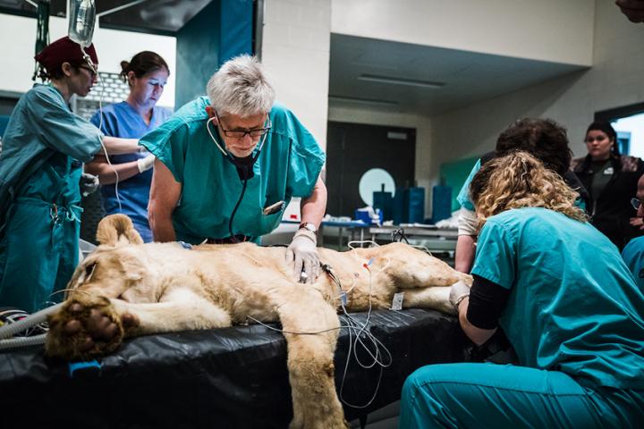 Lioness on operating table