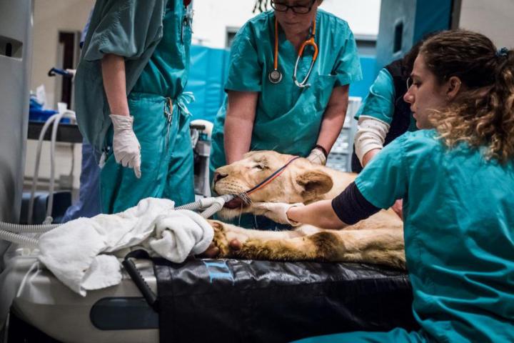 Lioness on operating table