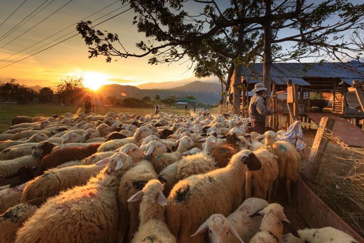 Flock of sheep with farmer in Asia