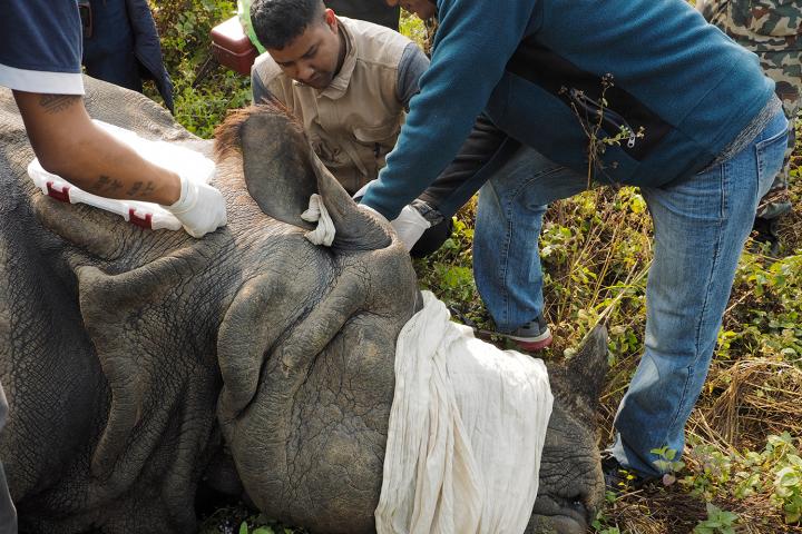 Amir Sadaula collecting blood from an immobilized rhino.