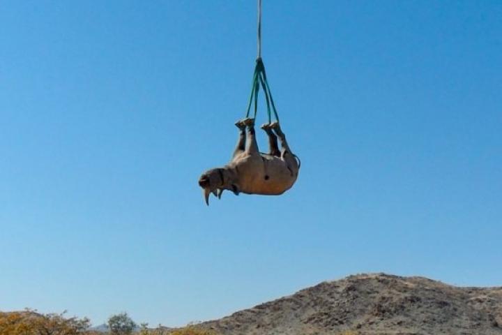 Rhino hanging upside down