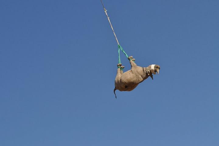 Rhino hanging upside down