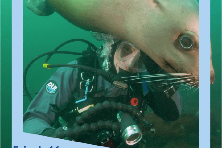 Aquadocs student blog thumbnail image with a SCUBA diver and Sea Lion