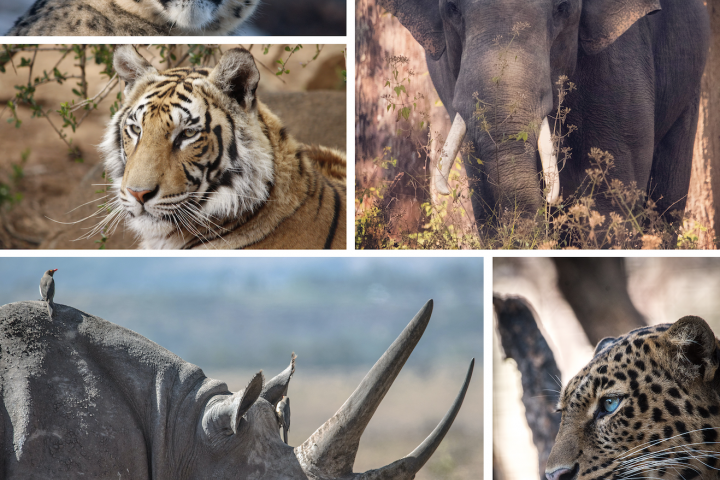 A collage of endangered species that includes three big cats, elephant and rhino 