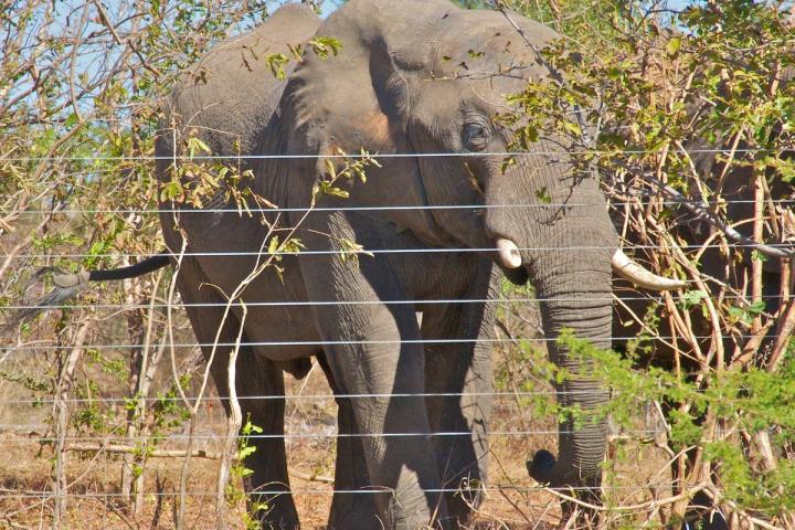 Elephant standing next to fence