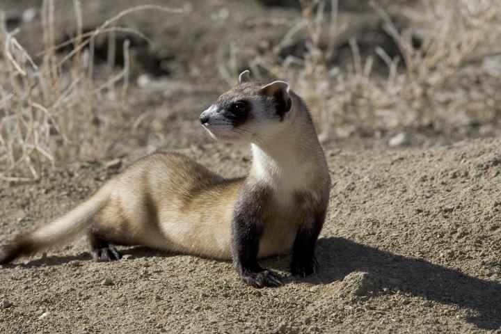 A Black-footed ferret shown looking back