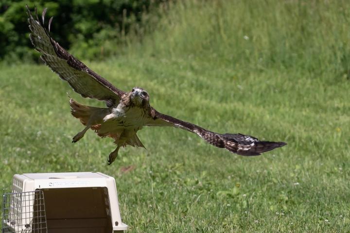 Red-tailed Hawk being released back into the wild by Christine Bogdanowicz