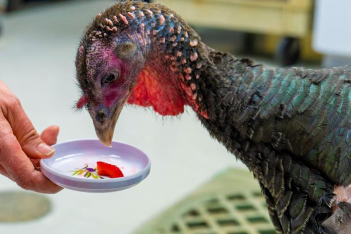 A turkey in the care of the wildlife hospital at Cornell