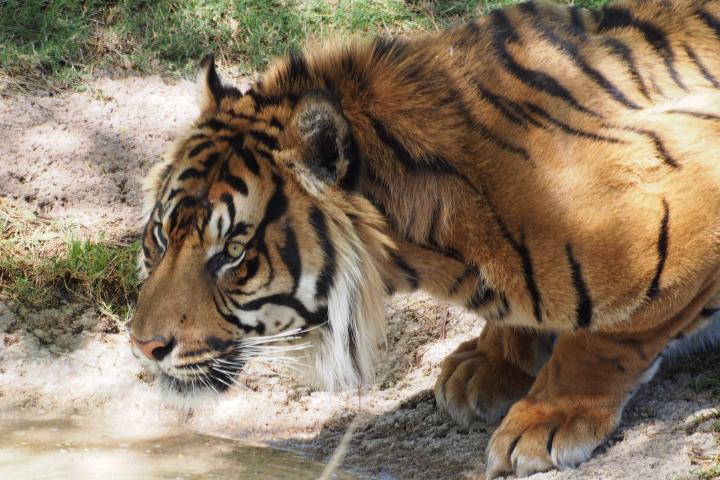Sumatran tiger crouching to drink water 