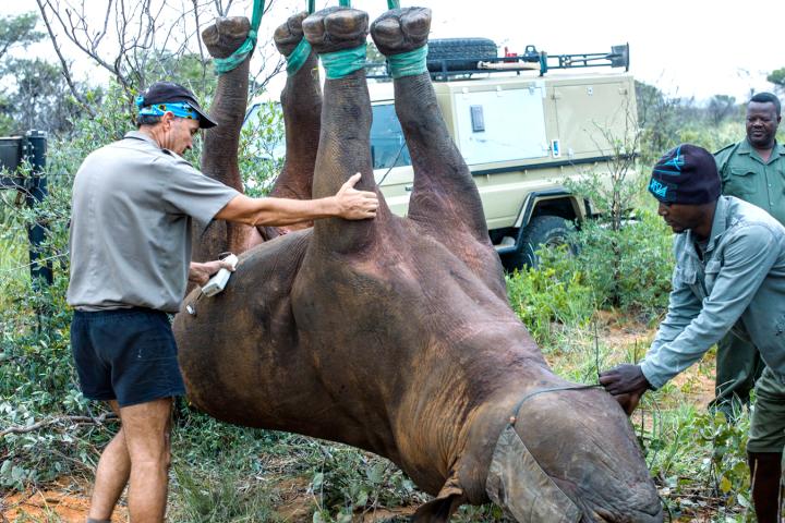 Examining a rhino in mid-transport as part of a study on the technique’s health impacts. (Photo courtesy of Robin Radcliffe)
