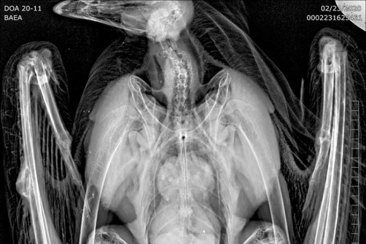 Bald Eagle radiograph from Avian Haven