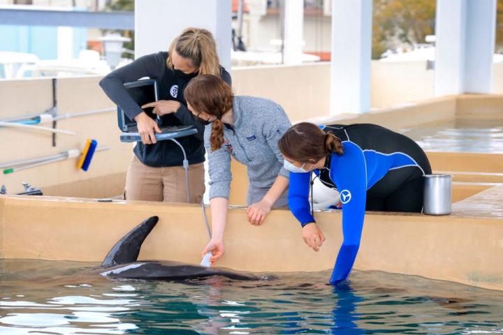 Student, Michelle Greenfield shown in an aquarium examining a dolphin in a tank