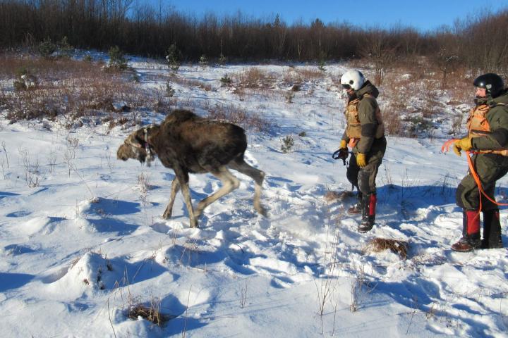 Moose tracking courtesy of NYS Department of Environmental Conservation 