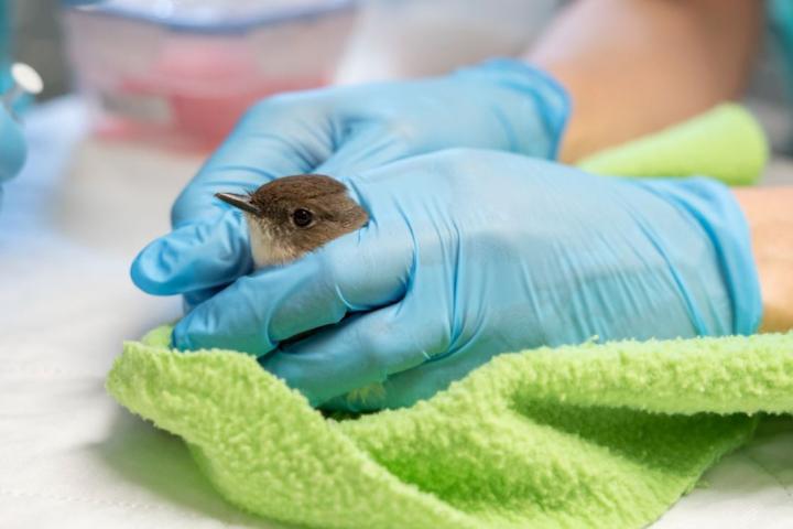 An Eastern Phoebe being treated at the wildlife hospital