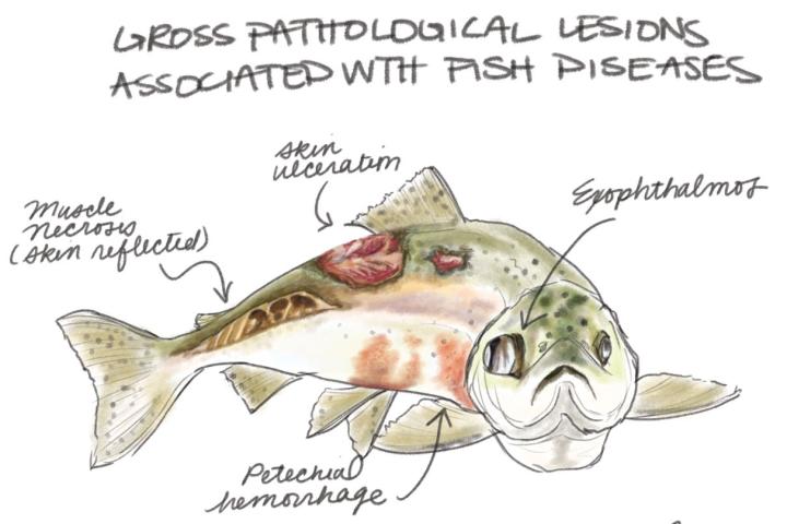 A student drawing that illustrates fish pathology
