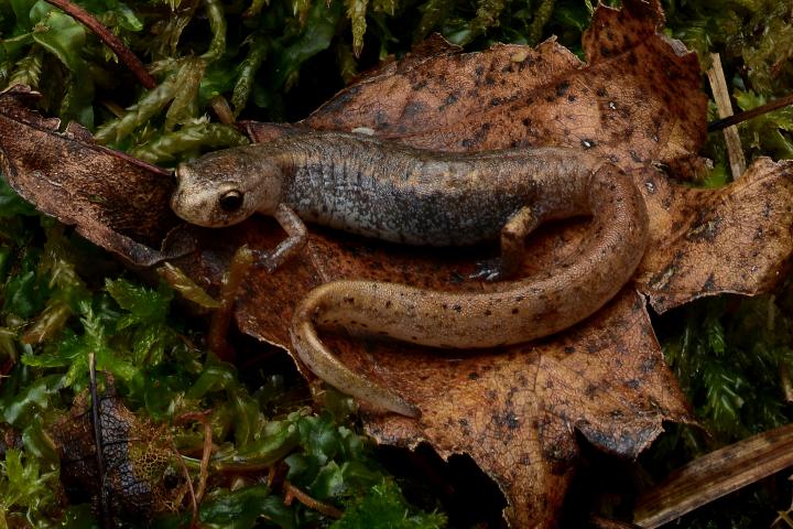 A 4-toed salamander by Alex Roukis shown sitting on top of a leaf