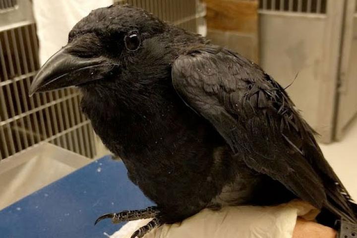 An adult crow receiving care at the wildlife hospital