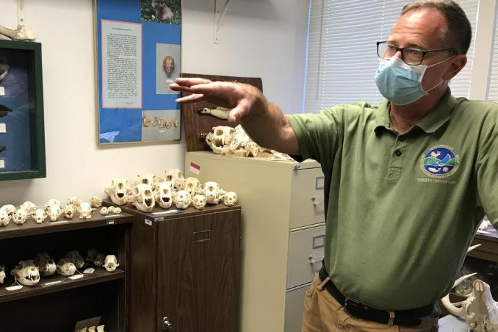 Wildlife biologist shown in a lab with vertebrate bones on shelves.